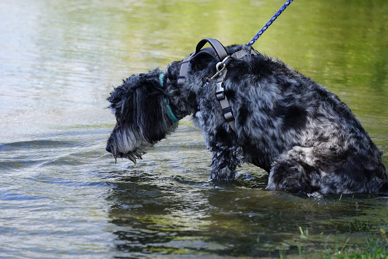 Why Goldendoodles Are So Popular